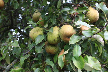 apple orchard apples ripen on the tree and ripe on the ground