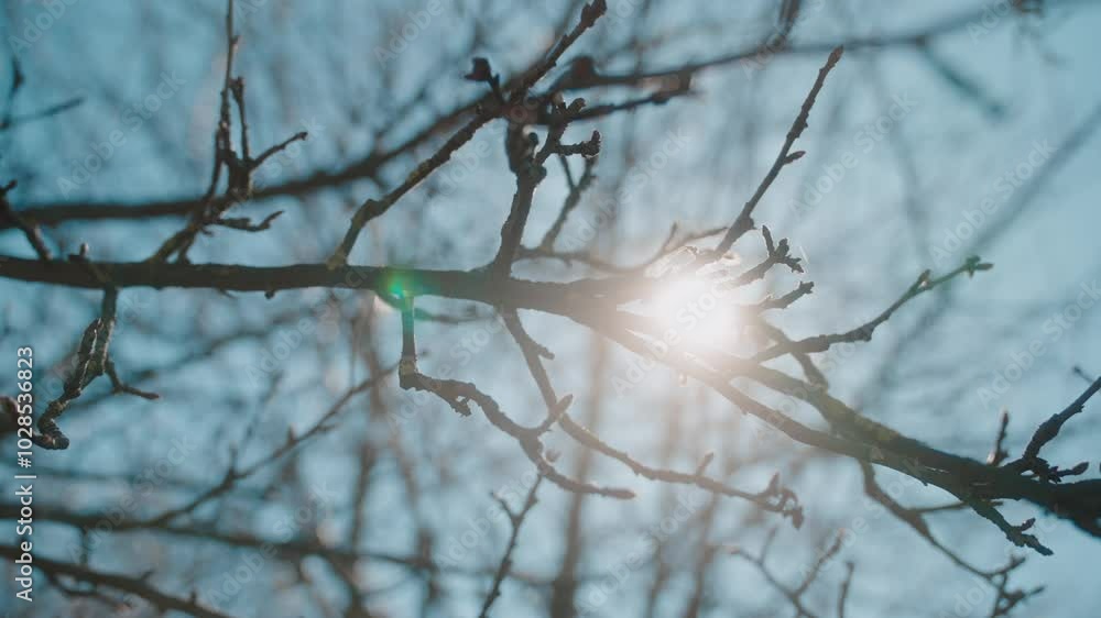 Poster sunlight shines through bare tree branches on a clear winter day creating a peaceful scene