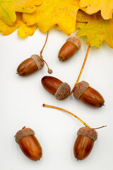 Colorful autumn composition, oak acorns
