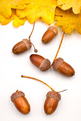 Colorful autumn composition, oak acorns
