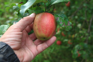 apple orchard apples ripen on the tree and ripe on the ground