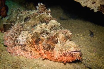 Scorpion fish laying on the sandy sea bottom