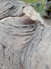 Naklejka premium old tree bark