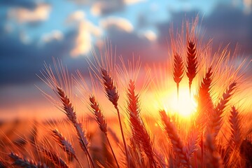 Golden Wheat Field at Sunset Nature's Tranquil Beauty for Harvest and Farming Concepts