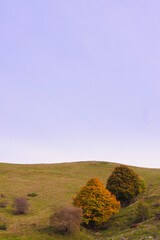 Trees in autumn colors.  Imagna Valley, Italy