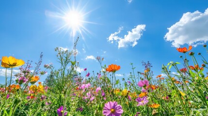 Bright wildflower meadow under a clear blue sky with the sun shining overhead, exemplifying the beauty of nature in full bloom.