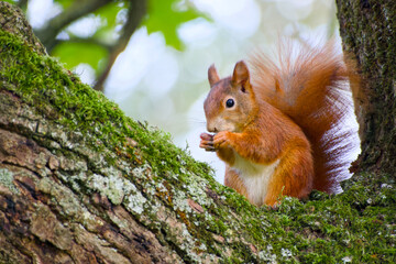 Eurasian red squirrel sitting on a tree trunk and eating food close-up