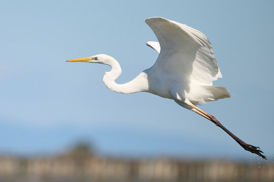 Graceful white heron mid-flight over a Spanish lake