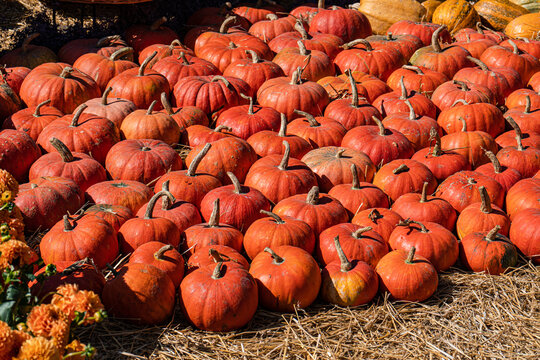 Vibrant red pumpkins arranged on straw with orange flowers