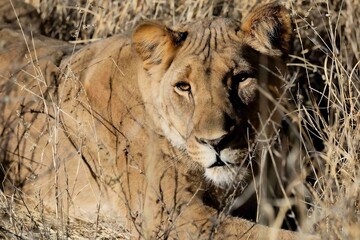 lion in the grass early morning