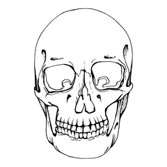 Human skull, face head body part skeleton bones, Halloween horror medical anatomy, nose and eyes cavity, teeth. Hand drawn ink vector isolated illustration. Tattoo design, witchcraft esoteric shop