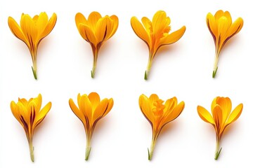 Crocus Yellow Flowers Set Isolated on White Background. Group of Many Crocus in Different Angles