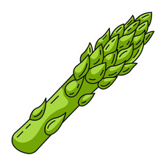 Asparagus, farm or garden seasonal vegetables, vector outline green veggies, flat illustration. Healthy nutrition, organic food, natural product. Symbol for sticker, logo, print