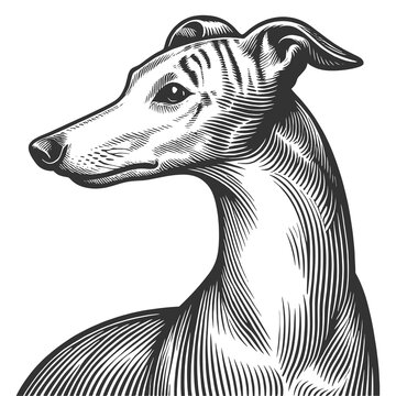 recommend clip art: Greyhound whippet dog, sleek body, long legs, and graceful posture sketch engraving generative ai fictional character raster illustration. Scratch board imitation. Black and white image.