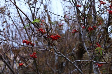 autumn, tree, fall, forest, nature, trees