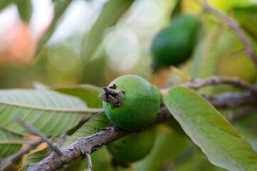 Guava, Close-up of Fruit Growing on Tree