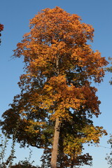 Fototapeta premium autumn, tree, fall, forest, nature, trees