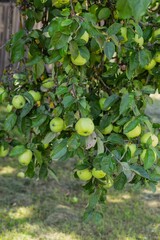 village apples harvest green apples apples on the tree