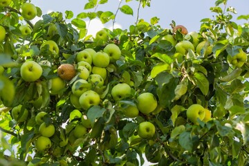 village apples harvest green apples apples on the tree