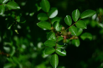 Nature flowers plants out of city village sunny