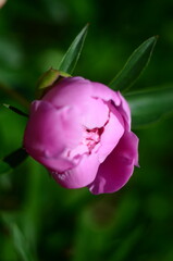 Nature flowers plants out of city village sunny