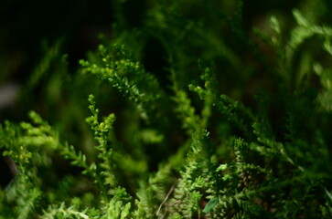Nature flowers plants out of city village sunny
