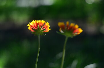Nature flowers plants out of city village sunny