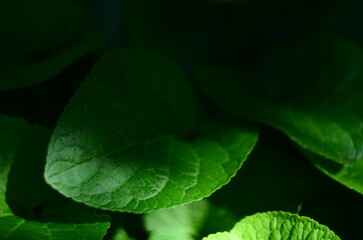 Nature flowers plants out of city village sunny
