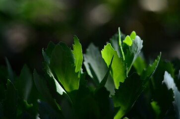 Flower plants in the garden closeup out of city village nature