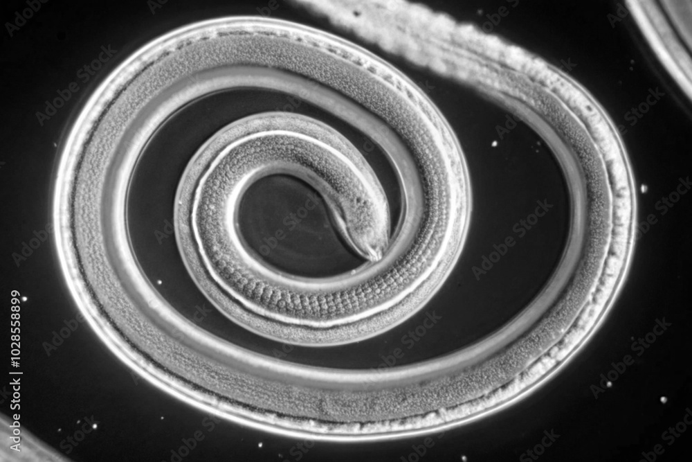 Poster microscopic view of a spiral-shaped worm highlighting intricate biological structures