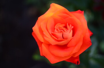 Nature flowers plants out of city village sunny