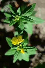 Nature flowers plants out of city village sunny