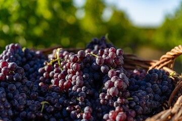Basket of ripe purple grapes in a vineyard.