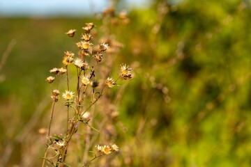 Wildflowers in a field with a blurred green background.