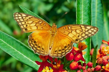 Obraz premium A butterfly on a flower in Antigua, Guatemala, South America