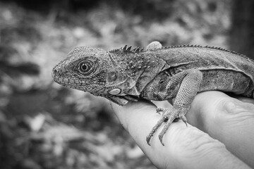 A lizard, bought from a shop and letting it free in the forests of Antigua, Guatemala
