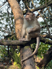 monkey sitting on a tree