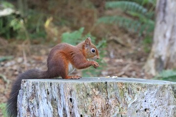 Red squirrel nibbling on a tree stump in the forest