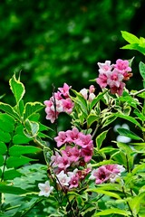 Pink and white flowers blooming on a green leafy plant