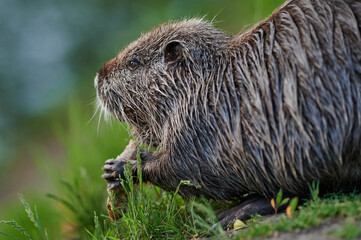 A nutria stands on the riverbank, holding a stick in its paws as it chews. The side profile shows its sharp teeth and rough fur, emphasizing its natural instincts in the wild.