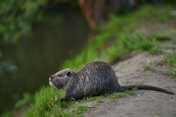 Nutria cautiously perched on the bank of a river, seemingly observing its surroundings with a still...