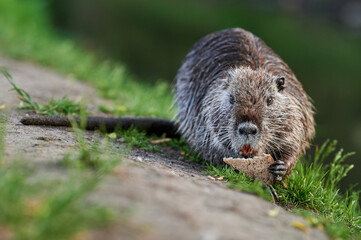 A nutria munching on a piece of bread by the riverbank, seemingly enjoying its meal in a serene...