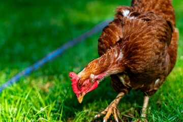 Close up of brown chicken pecking on green grass