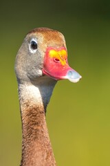 Fototapeta premium Close-up of a black-bellied whistling duck with a vibrant red bill.