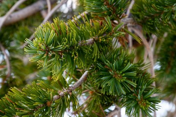 Close-up of Pine Needles on a Branch