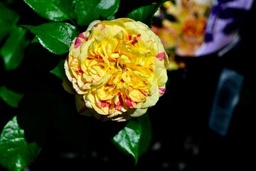 Close-up of a vibrant 'Pop Art' Grandiflora Rose