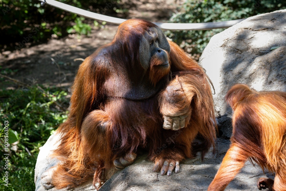 Wall mural orangutan sitting on a rock under the sunlight in a zoo enclosure