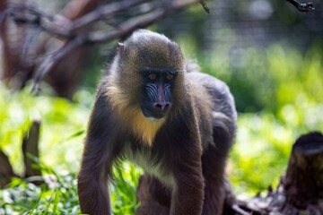 Obraz premium Mandrill in a lush forest, showing its distinctive facial features and vibrant fur.