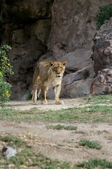Lioness walking on a rocky terrain in a natural habitat setting with greenery and rocks