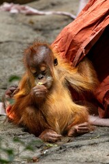 Naklejka premium Young orangutan sitting on the ground, eating, with a piece of fabric draped over its back